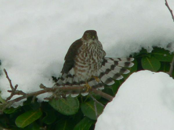 Photo of Accipiter striatus by Murray Brown
